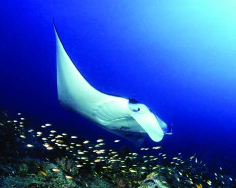 Plongée sous-marine et plongée en apnée aux Maldives