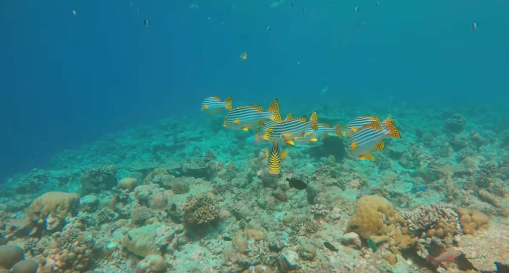 voyager aux Maldives 